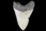 Fossil Megalodon Tooth - North Carolina #101299-1